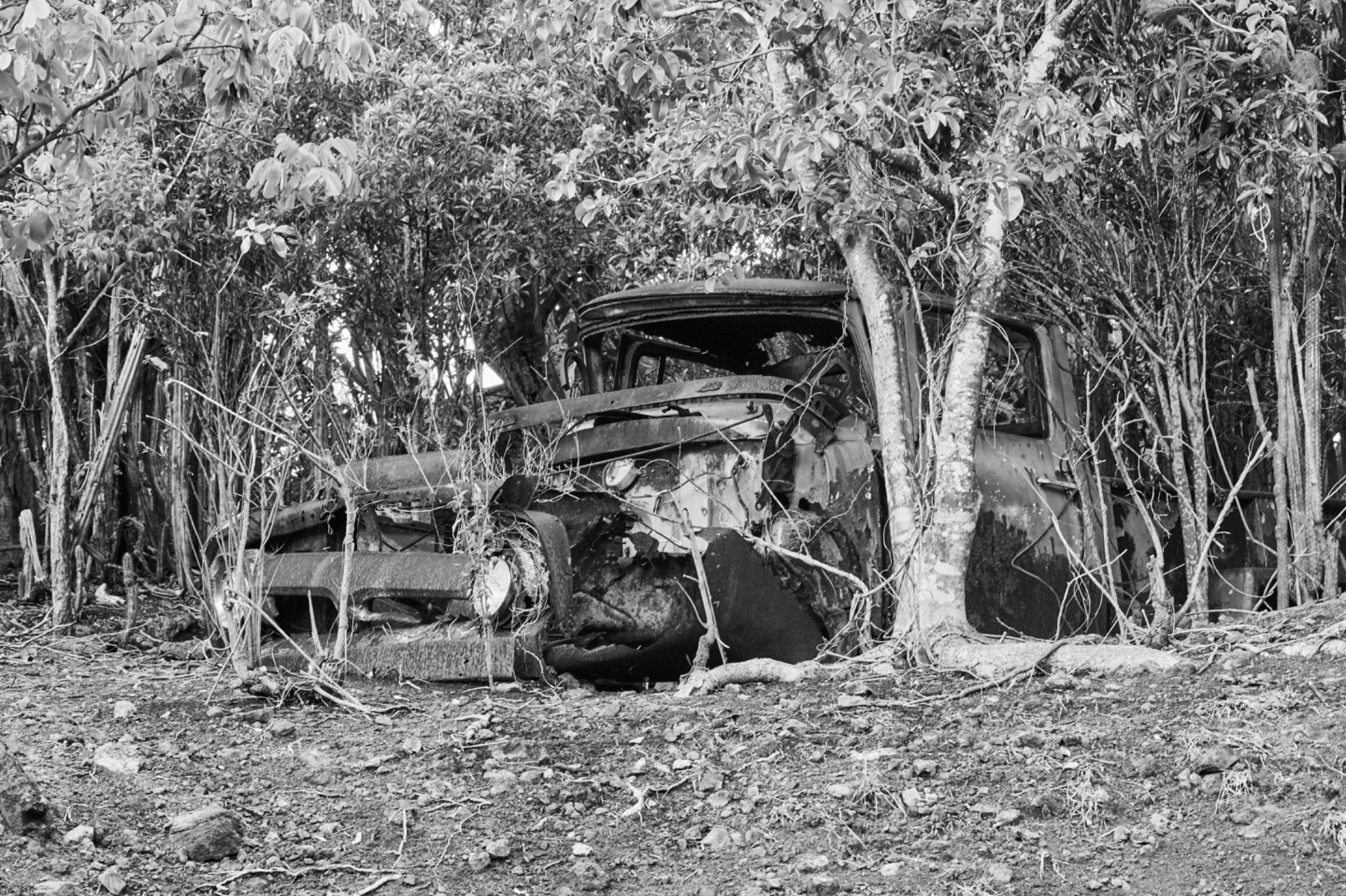 Voiture ancienne reprise par la végétation, photographie noir et blanc de Michael Gramm