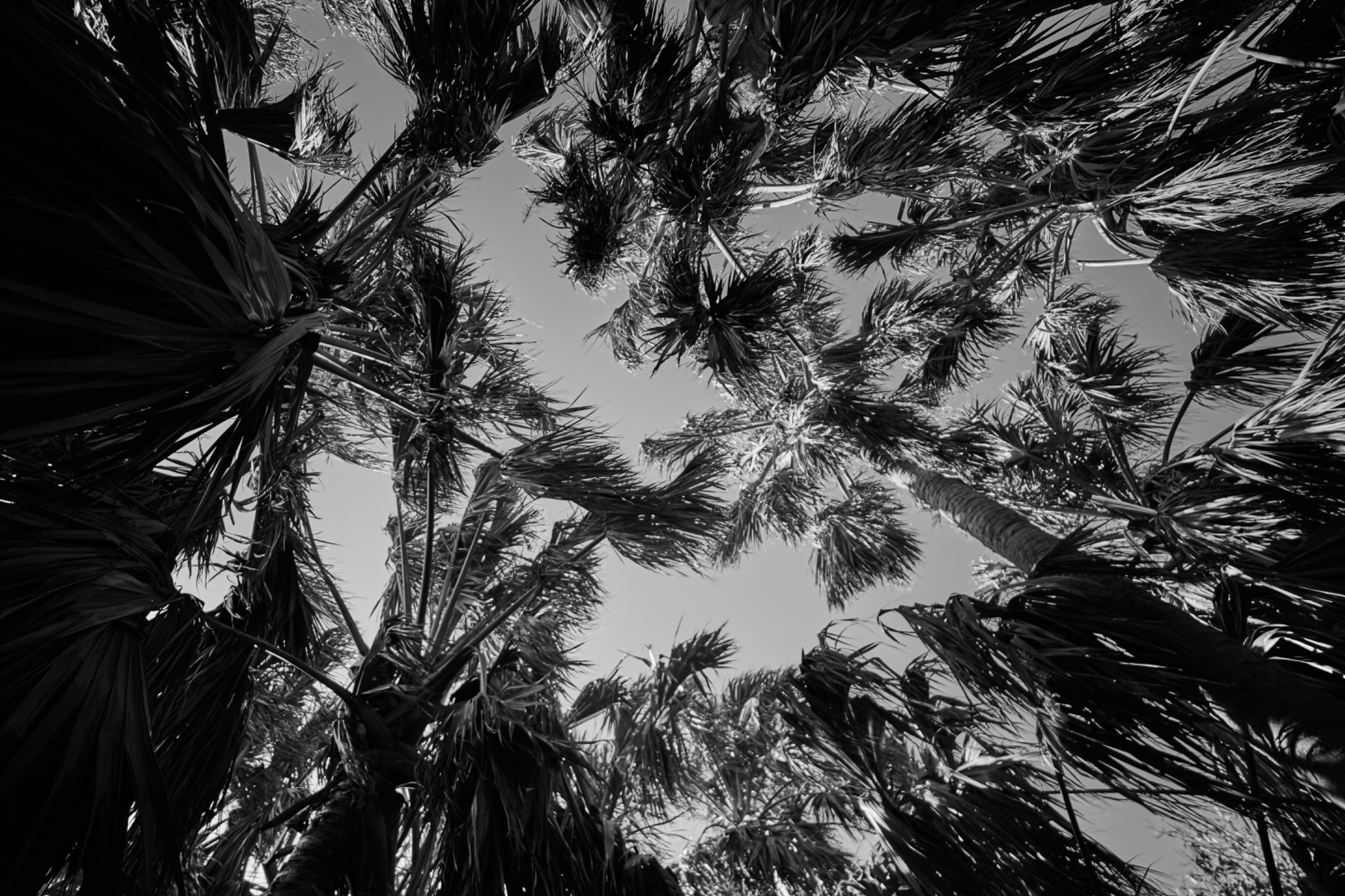 Palmiers agités par le vent vus depuis le sol, photographie noir et blanc de Michael Gramm