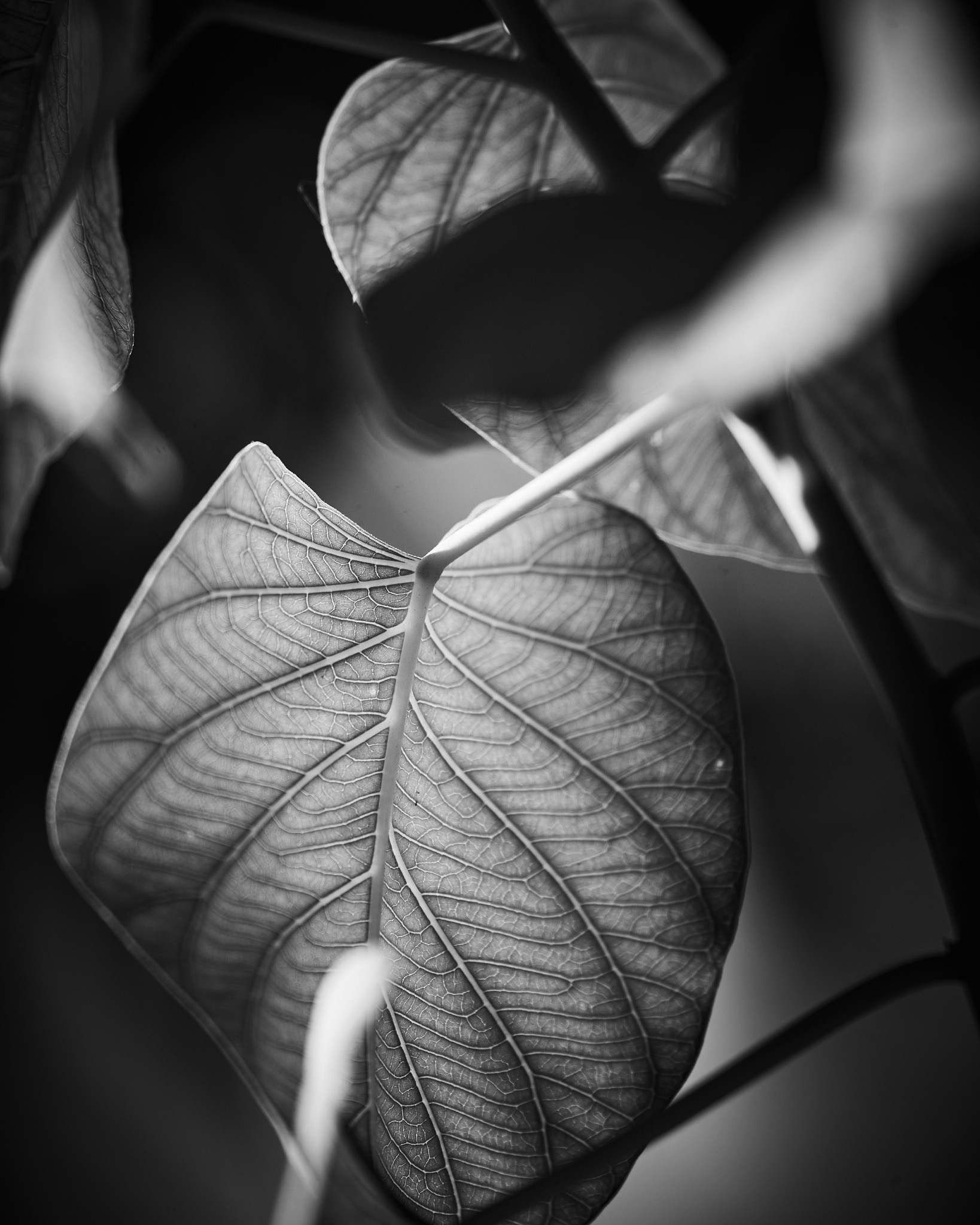 Fréquences Matière, photographie noir et blanc
