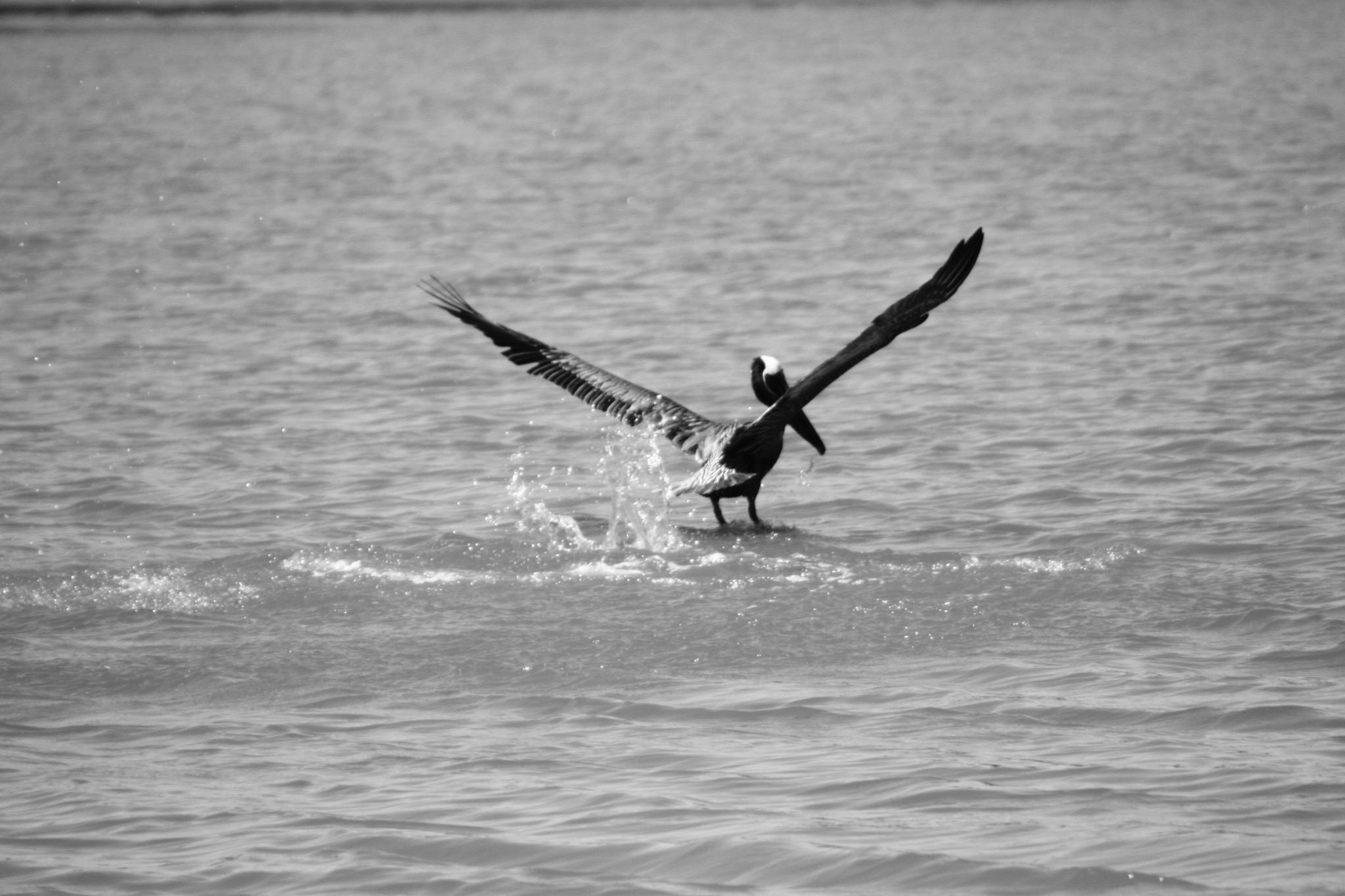 Oiseau prenant son envol au-dessus de l’eau, photographie noir et blanc de Michael Gramm